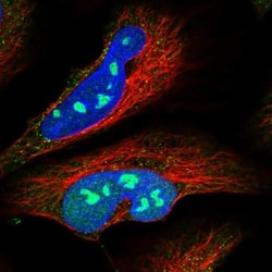 BYSL Antibody, Novus Biologicals:Antibodies:Primary Antibodies